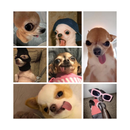 Camisa Vintage Personalizável de PET, Coloque as 7 Fotos Mais Engraçadas Dele